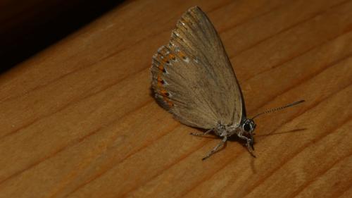 Laeosopis roboris